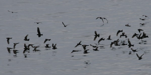 Storm-Petrels